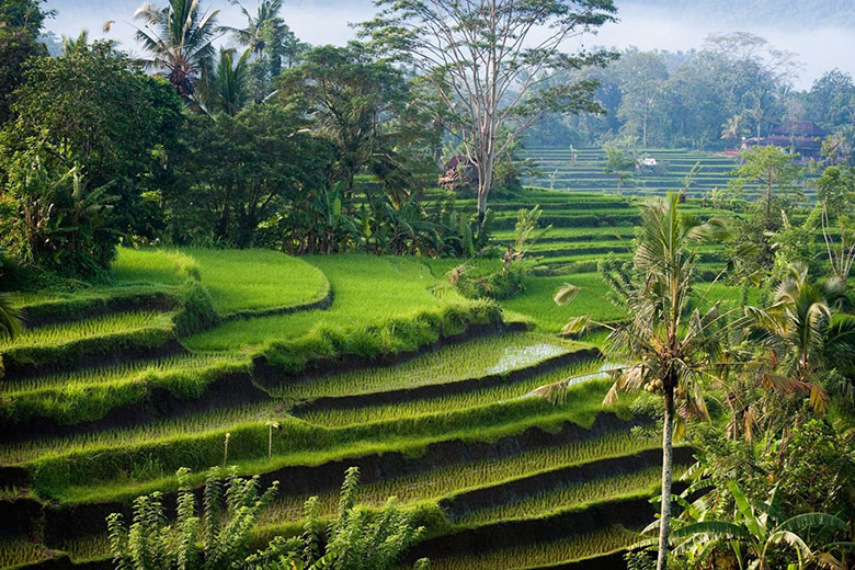 Pupuk Nusantara Sidomuncul : Menjawab Permasalahan Pertanian Indonesia